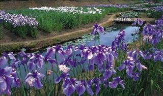花菖蒲.jpg