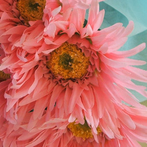 光触媒ピンクガーベラの花束10本