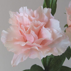 アレンジ用花材トルコキキョウ（ピンク）