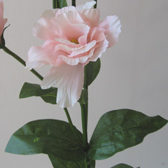 アレンジ用花材トルコキキョウ（ピンク）