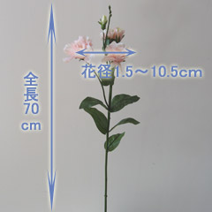 アレンジ用花材トルコキキョウ（ピンク）