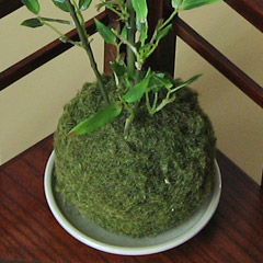 光触媒若竹の苔玉と漆塗り台セット