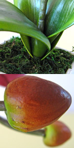 光触媒大輪胡蝶蘭シングル（ワインレッド）