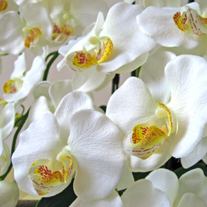 光触媒胡蝶蘭7本立て・白