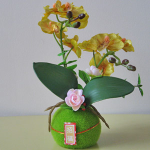 光触媒ゴールド胡蝶蘭苔玉