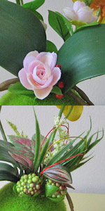 光触媒ゴールド胡蝶蘭苔玉