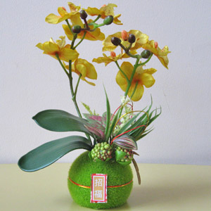 光触媒ゴールド胡蝶蘭苔玉