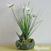 光触媒サギ草