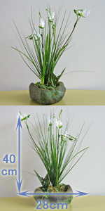 光触媒サギ草
