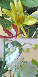 光触媒レゾン