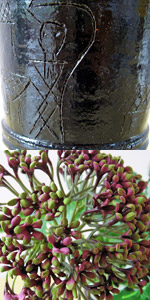 光触媒ノコミス