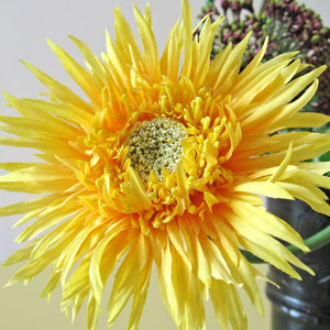 光触媒ノコミス