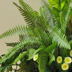 光触媒草原の朝