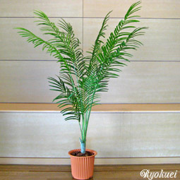 光触媒人工観葉植物アレカパーム
