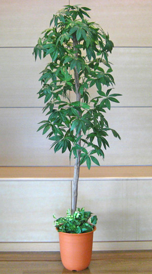 光触媒人工観葉植物パキラツリー