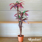 光触媒人工観葉植物コルディリーネ
