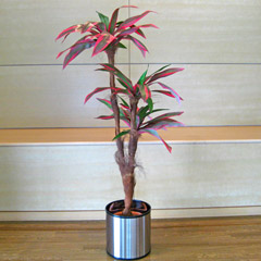 光触媒人工観葉植物コルディリーネ
