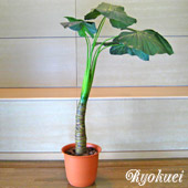 光触媒人工観葉植物カラジューム