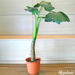 光触媒人工観葉植物カラジューム