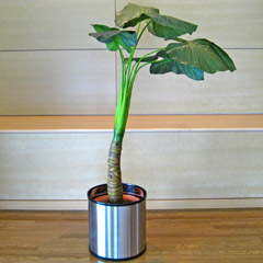 光触媒人工観葉植物カラジューム
