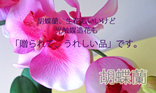 胡蝶蘭