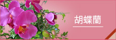 胡蝶蘭