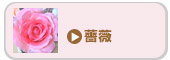 薔薇